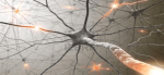 Une startup de Biotech utilise des neurones humains pour construire des ordinateurs puissants