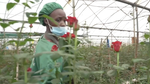 Accord Union européenne / Kenya : une mauvaise nouvelle pour nos horticulteurs